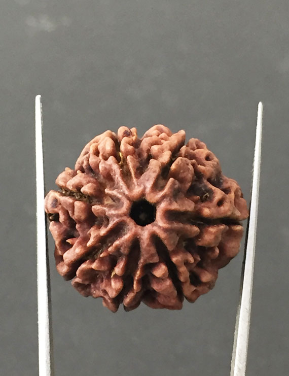 7 Mukhi Certified Nepali Rudraksha Size- 24 mm